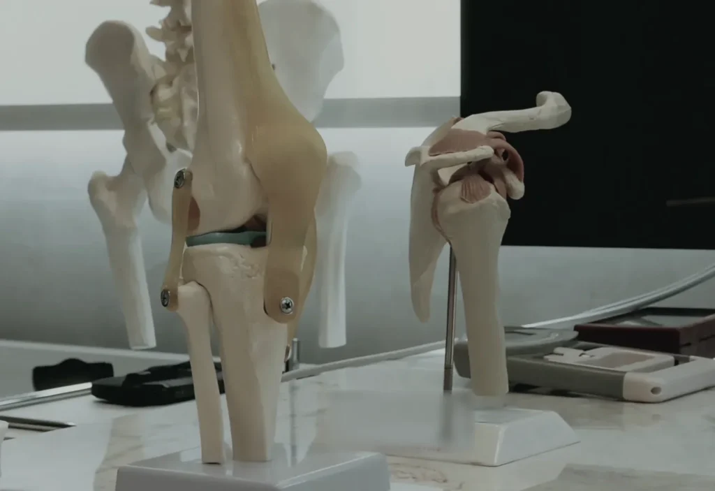 sistema anatomia